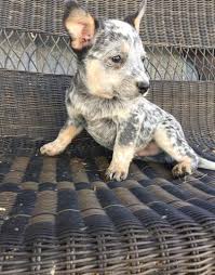 Akc top quality australian cattle dog pups with excellent temperaments!!! Australian Cattle Dog Puppy For Sale Adoption Rescue For Sale In Paso Robles California Classified Americanlisted Com