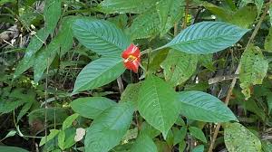 Image result for Psychotria moninensis