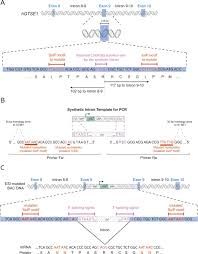 The superior court rules served as the model for the justice court civil rules, but the justice court rules are different from the superior court rules in many ways. Esi Mutagenesis A One Step Method For Introducing Mutations Into Bacterial Artificial Chromosomes Life Science Alliance
