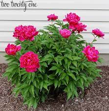 Growing Peonies Peony Bush Care Growing Peonies Peony Care Flower Garden