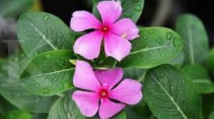 We did not find results for: Obat Herbal Untuk Obat Penurun Darah Tinggi Yu Cobain Rebusan Daun Tapak Dara Tips Sehat Herbal Tribun Pontianak