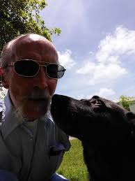 Older dog teaching younger dog window activities