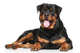 And though it is misunderstood as a vicious dog, through careful breeding and proper training, it can serve various functions, including as a family pet. Are Rottweilers Good Family Dogs
