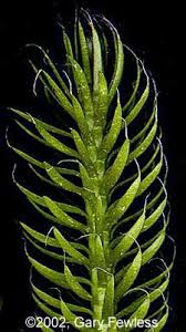 Image result for Lycopodium