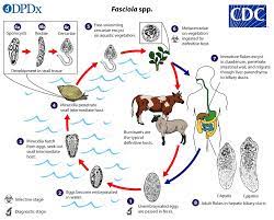 What Determines Where Flukes Are Found In The Scottish Highlands Bugbitten