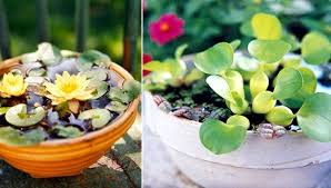 Making a mini pond for wildlife for the rspb's #homesfornature. Creating A Mini Pond A Small Oasis On The Balcony Interior Design Ideas Ofdesign