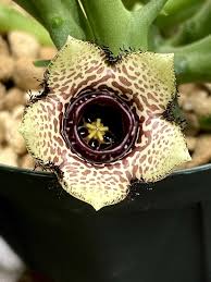 Image result for Orbea paradoxa