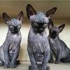 Sphynx Teacup Munchkin Cat
