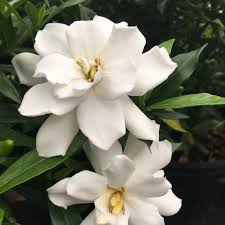 Image result for Gardenia