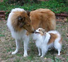 Check out our sheltie puppies selection for the very best in unique or custom, handmade pieces did you scroll all this way to get facts about sheltie puppies? Mini Toy Sheltie Shetland Sheepdog Shetland Sheepdog Blue Merle Sheepdog