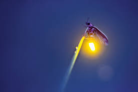Fireflies or lightning bugs?