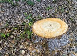 How to remove a stump by hand. Why Stump Removal Is A Good Idea Advanced Tree Shrub Care Inc