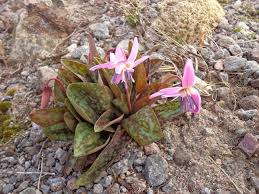 Image result for Diclis tenella