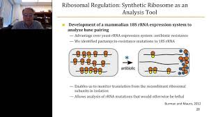 Differences in translation between prokaryotes and eukaryotes. Vincent Mauro Regulation Of Mrna Translation By Ribosomes Youtube
