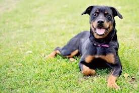 This can be prevented by properly exercising the dog and making sure that as a puppy, they don't suffer any joint stress. Rottweiler Rescues In Georgia