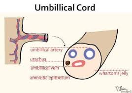 Image result for Umbilicus botryoides