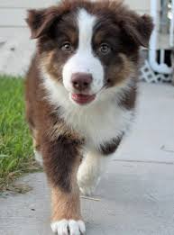 Australian shepherd puppies up to date on all shots and wormed. New Free Border Collies Running Strategies Shepherd Puppies Aussie Dogs Australian Shepherd Dogs