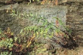 Image result for Pellaea angulosa