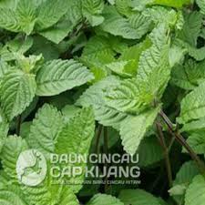 Pembayaran mudah, pengiriman cepat & bisa cicil 0%. Daun Janggelan Bahan Baku Cincau Hitam Cincau Hitam Berkualitas
