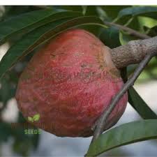 Image result for Annona reticulata
