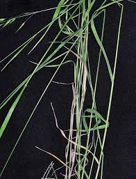 Image result for Bromus leptoclados