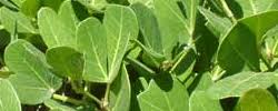 Image result for Rhoicissus tomentosa