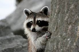 racoon