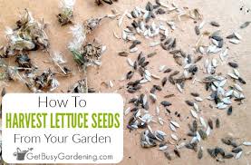 Maybe you would like to learn more about one of these? How To Harvest Save Lettuce Seeds