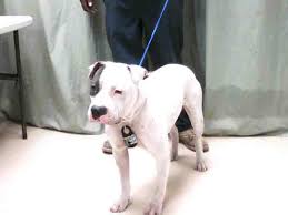 We don't live off of our dogs, our dogs live off of us. Solid White With Blue Eye Spot Male Pit Bull Destroyed Y Flickr