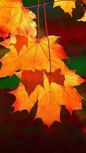 Pin By Claudia Jimenez On Oszi Kepek Autumn Scenery Autumn Photography Autumn Aesthetic
