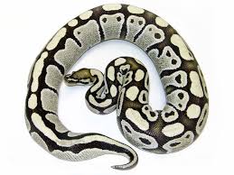 Super pastel axanthic ball python: Desert Ghost Morph List World Of Ball Pythons