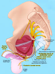 Anatomy Of The Pudendal Nerve Health Organization For Pudendal Education Nerve Health Nerve Anatomy Neuralgia