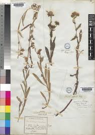 Image result for Denekia