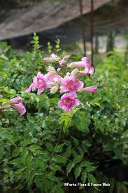 Image result for Podranea