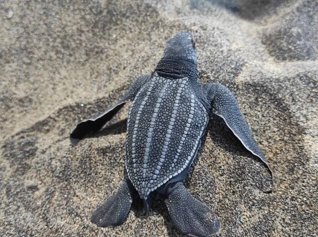 Leatherback Hatchling Profile