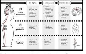 figure 5 from neural plasticity during motor learning with