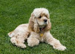 Tumors Of The Vagina In Dogs Petmd In conclusion, this study revealed that the age with physical condition of the dog were played an important role in cancer occurrence, and the surgical excision was not regarded as the ideal treatment especially in malignant. tumors of the vagina in dogs petmd
