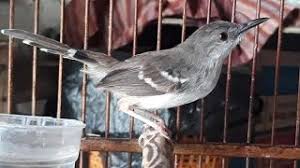 We did not find results for: Suara Burung Ciblek Kristal Mp3 Storymusik