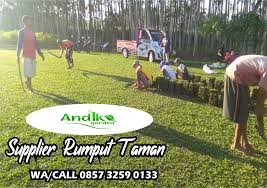 Jasa pemasangan / penananman rumput profesional & berpengalaman menerima pemasangan rumput untuk perkantoran gedung perumahan dll. Biaya Tanam Rumput Gajah Mini Tlp 0857 3259 0133 Andika Garden Rumput Taman Gajah