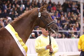 We did not find results for: Marchenhafte Preissensation In Verden Zuchterforum