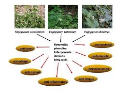 Image result for Fagopyrum