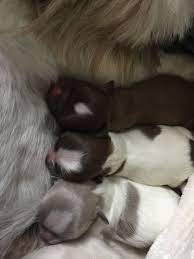 Newborn Shih Tzu Pups 12 Hours Old Shitzu Puppies Shih Tzu Cute Animals