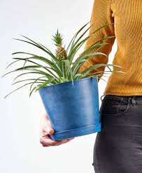 Usually needle tipped and generally bearing sharp, upcurved. Buy Potted Bromeliad Pineapple Indoor Plant Bloomscape