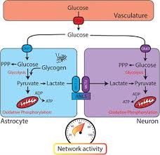 2dg is one of the most relevant glycolysis inhibitor. Frontiers Dysregulated Glucose Metabolism As A Therapeutic Target To Reduce Post Traumatic Epilepsy Cellular Neuroscience