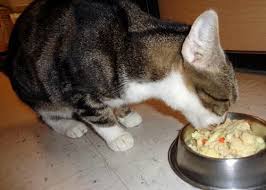 They have been amazing from the beginning. Unbiased Nom Nom Cat Food Review 2021 We Re All About Cats