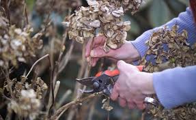 Hortensien Schneiden So Wird S Gemacht Hortensien Garten Garten Pflanzen Garten