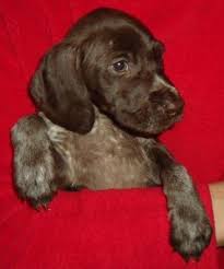 Feel free to browse hundreds of active classified puppy for sale listings, from dog breeders in pa and the surrounding. German Shorthair Pointer Puppies Pets And Animals For Sale Ohio