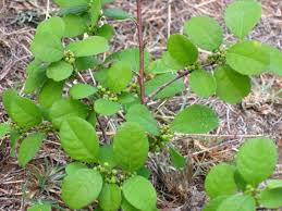 Image result for Flueggea