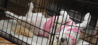 Crate training works so well because dogs are den animals by nature, and the desire to keep their den clean is a strong one! Crate Training Your Dog Hshv