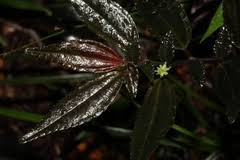 Image result for Pilea sublucens